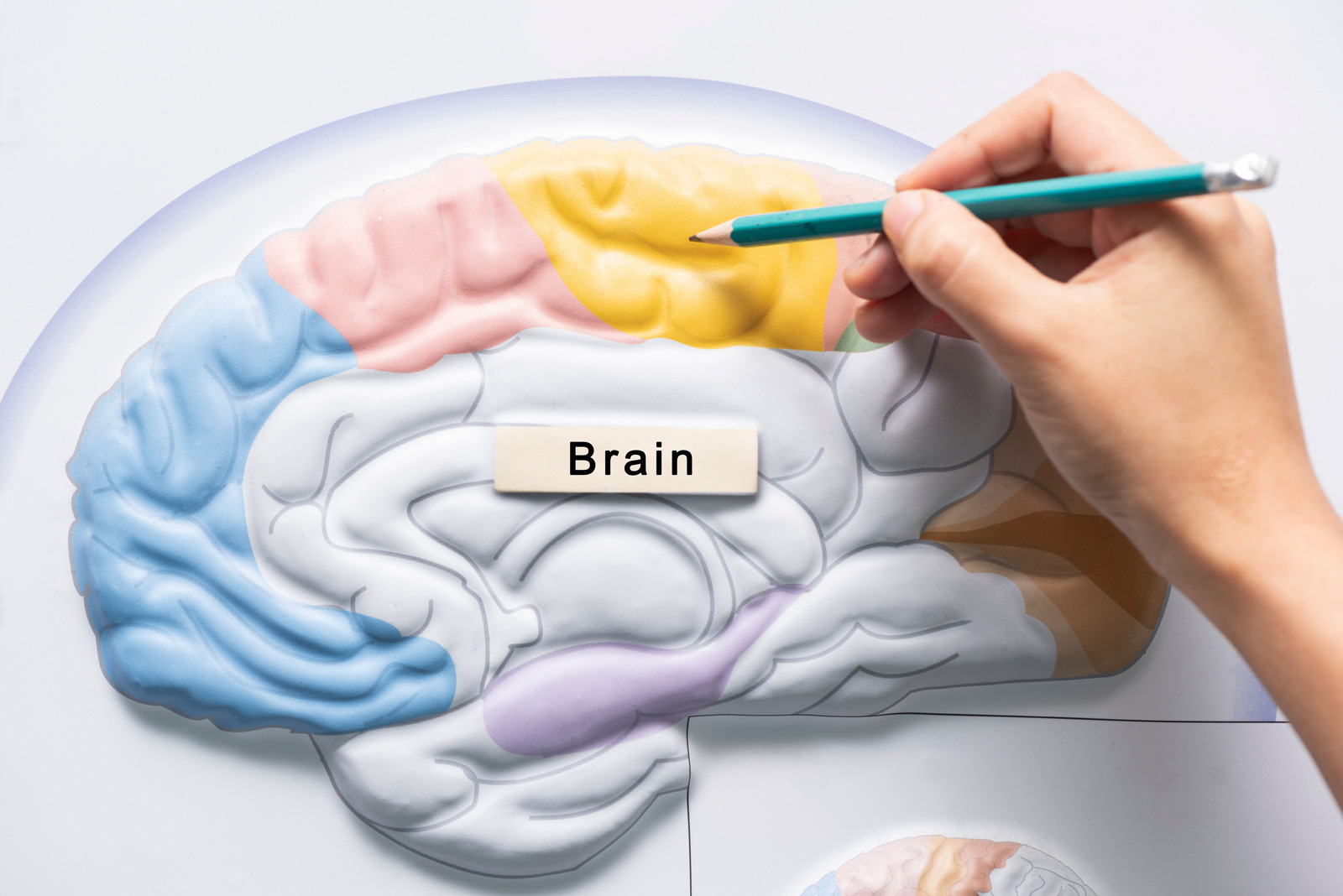 Brain diagram drawing stroke